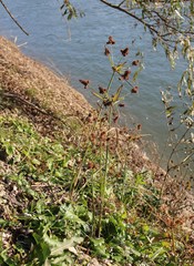 Cyperus glomeratus