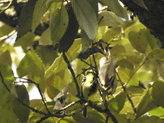 Machlolophus xanthogenys