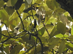 Machlolophus xanthogenys