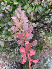 Berberis thunbergii