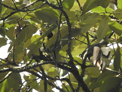 Machlolophus xanthogenys