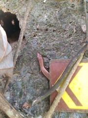 Scincella formosensis