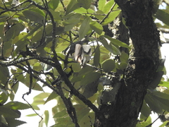 Machlolophus xanthogenys