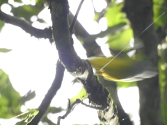 Culicicapa ceylonensis