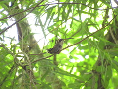 Phaethornis eurynome