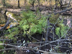 Thelypteris palustris pubescens
