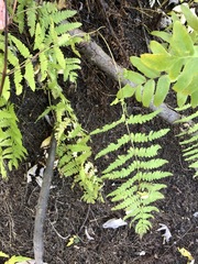 Thelypteris palustris pubescens