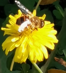 Eristalis tenax