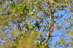 Cyanoloxia glaucocaerulea