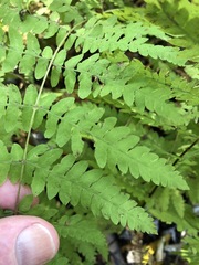 Thelypteris palustris pubescens