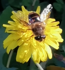 Eristalis tenax