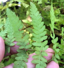 Thelypteris palustris pubescens