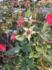 Rosa