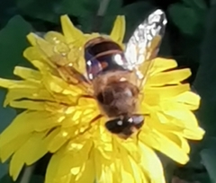 Eristalis tenax