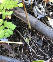 Thelypteris palustris pubescens