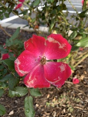 Rosa