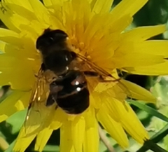 Eristalis tenax