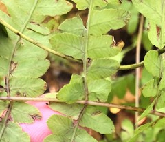Thelypteris palustris pubescens