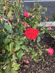 Rosa