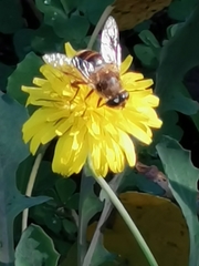 Eristalis tenax