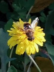 Eristalis tenax