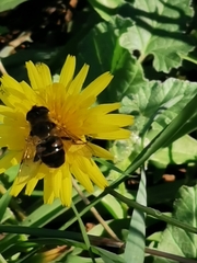Eristalis tenax