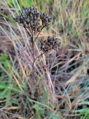Achillea millefolium borealis