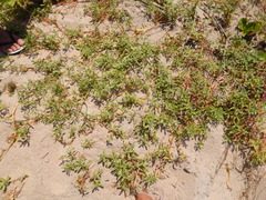 Blutaparon portulacoides