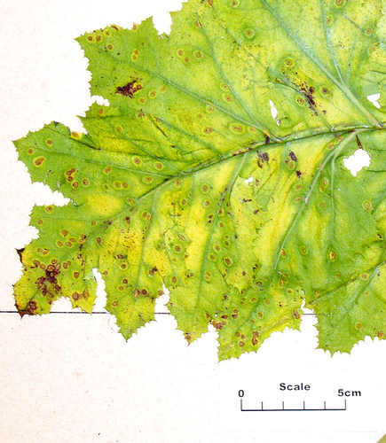 Puccinia embergeriae image
