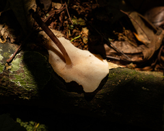 Filoboletus