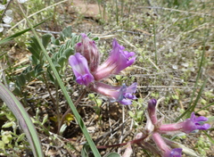 Astragalus shortianus