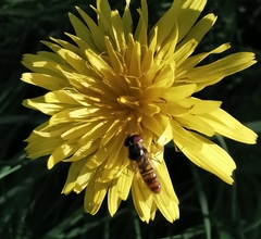 Episyrphus balteatus