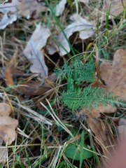Achillea millefolium