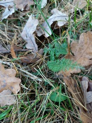 Achillea millefolium
