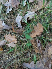 Achillea millefolium