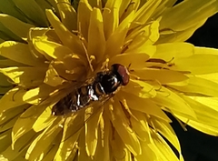 Episyrphus balteatus