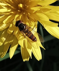 Episyrphus balteatus