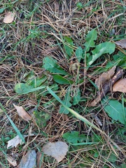 Taraxacum officinale
