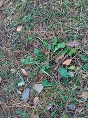 Taraxacum officinale