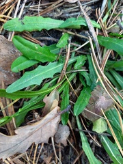 Scorzoneroides autumnalis