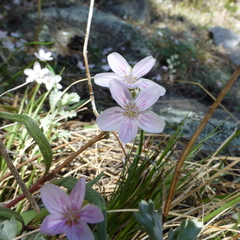 Claytonia rosea