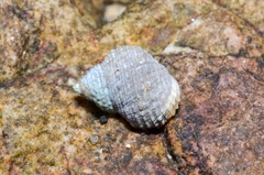 Echinolittorina radiata