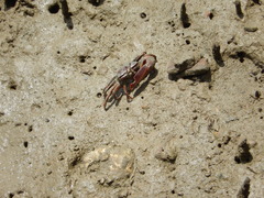 Uca maracoani