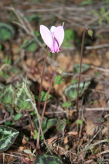 Cyclamen graecum graecum