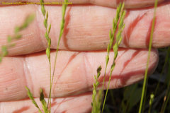 Festuca octoflora tenella