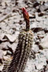 Haageocereus acranthus