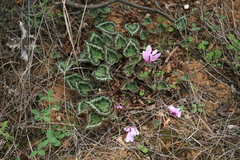 Cyclamen graecum graecum