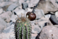 Haageocereus acranthus