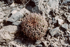 Melocactus peruvianus