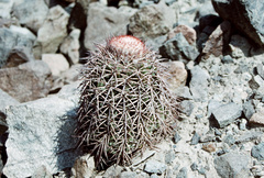 Melocactus peruvianus